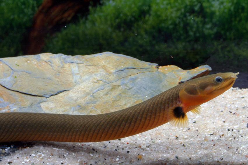 Рыбка змейка. Рыбка каламоихт. Каламоихт калабарский рыба-змея. Каламоихт калабарский (Erpetoichthys calabaricus). Рыбка каламоихт калабарский.