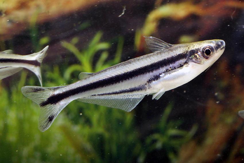 African glass catfish. 