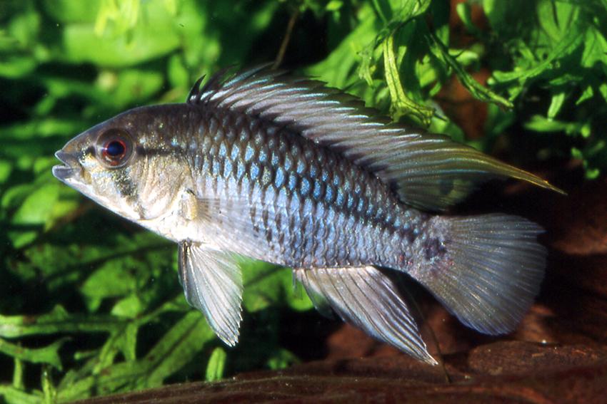 apistogramma hongsloi care