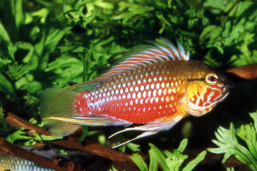 apistogramma hongsloi care