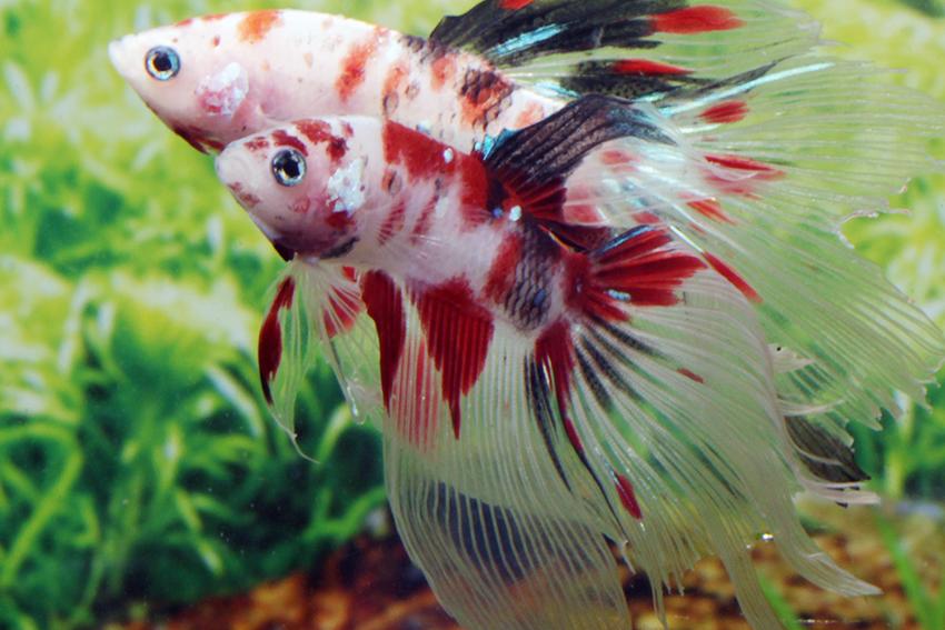 Betta splendens Halfmoon Koi (M) - Aqualog.de