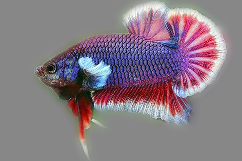 Betta splendens Salamander (M) - Aqualog.de