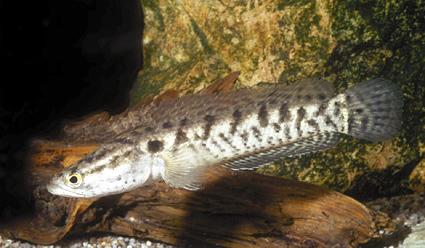 Spotted snakehead (Channa punctata)