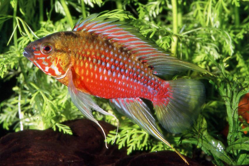 apistogramma hongsloi care